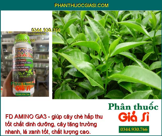 FD AMINO GA3- Ra Rễ Nhiều - Bung Đọt Cực Mạnh - Tăng Đề Kháng - Hạn Chế Rụng Trái