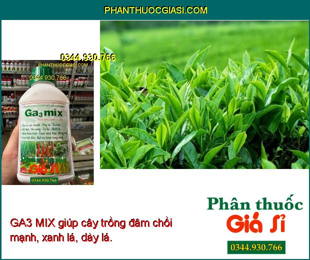 GA3 MIX- Ra Rễ Cực Mạnh- Dày Lá- To Bẹ- Bóng Trái- Lúa Trổ Đều- Vọt Đọt.