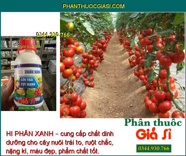 HI PHÂN XANH – LỚN TRÁI CỰC MẠNH - HẠT CHẮC - KÍCH THÍCH SINH TRƯỞNG