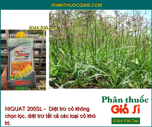 NIQUAT 200SL - Diệt Trừ Các Loại Cỏ Khó Trị: Cỏ Xuyên Chi - Mần Trầu - Cỏ Tranh - Thài Lài - Cỏ Hôi