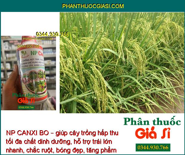 NP CANXI BO – Chống Rụng Hoa - Trái Non - Ngăn Ngừa Nứt Trái - Thối Trái