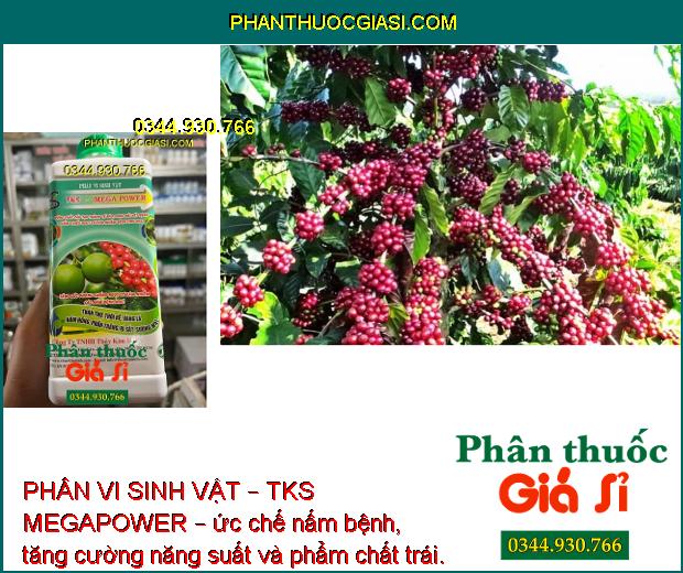 PHÂN VI SINH VẬT – TKS MEGAPOWER – TĂNG SỨC ĐỀ KHÁNG - PHÒNG TRỪ BỆNH THÁN THƯ – RỈ SẮT – PHẤN TRẮNG - KHÔ ĐẦU LÁ