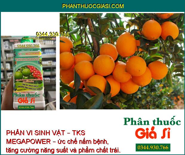 PHÂN VI SINH VẬT – TKS MEGAPOWER – TĂNG SỨC ĐỀ KHÁNG - PHÒNG TRỪ BỆNH THÁN THƯ – RỈ SẮT – PHẤN TRẮNG - KHÔ ĐẦU LÁ