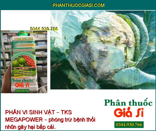 PHÂN VI SINH VẬT – TKS MEGAPOWER – TĂNG SỨC ĐỀ KHÁNG - PHÒNG TRỪ BỆNH THÁN THƯ – RỈ SẮT – PHẤN TRẮNG - KHÔ ĐẦU LÁ