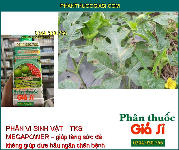 PHÂN VI SINH VẬT – TKS MEGAPOWER – TĂNG SỨC ĐỀ KHÁNG - PHÒNG TRỪ BỆNH THÁN THƯ – RỈ SẮT – PHẤN TRẮNG - KHÔ ĐẦU LÁ