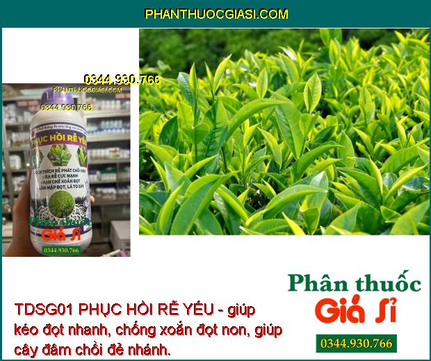 TDSG01 PHỤC HỒI RỄ YẾU - kích thích trái phát triển, trái lớn tối đa, màu đẹp, sáng da, năng suất cao.