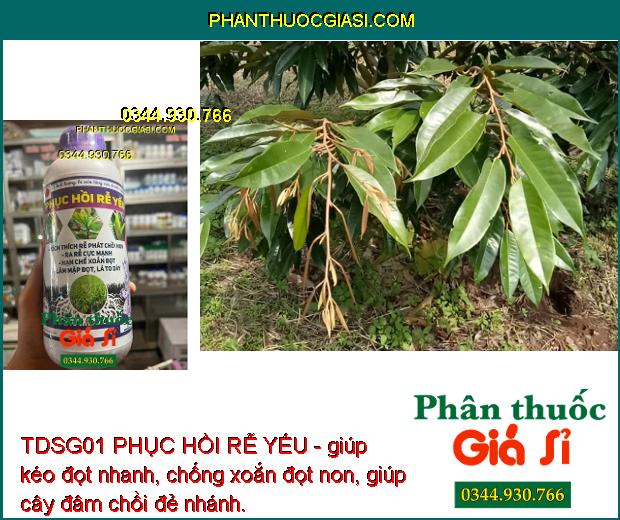 TDSG01 PHỤC HỒI RỄ YẾU - kích thích trái phát triển, trái lớn tối đa, màu đẹp, sáng da, năng suất cao.