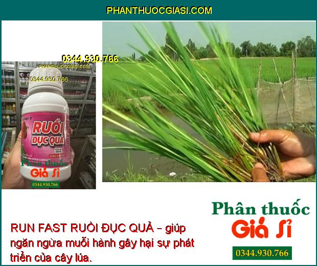 RUN FAST RUỒI ĐỤC QUẢ – ĐẶC TRỊ RUỒI ĐỤC QUẢ – MUỖI HÀNH – BỌ XÍT MUỖI