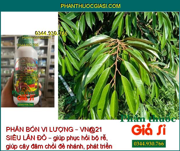 PHÂN BÓN VI LƯỢNG – VN@21 SIÊU LÂN ĐỎ – GIẢI ĐỘC PHÈN – TĂNG SỨC ĐỀ KHÁNG – KÍCH THÍCH TẠO MẦM HOA 