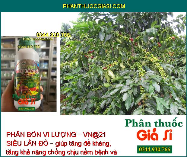 PHÂN BÓN VI LƯỢNG – VN@21 SIÊU LÂN ĐỎ – GIẢI ĐỘC PHÈN – TĂNG SỨC ĐỀ KHÁNG – KÍCH THÍCH TẠO MẦM HOA 