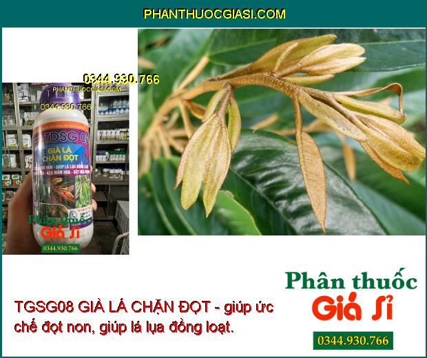 TGSG08 GIÀ LÁ CHẶN ĐỌT - Ức Chế Đọt Non - Kích Ra Hoa Đồng Loạt 