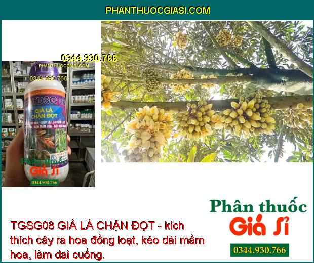 TGSG08 GIÀ LÁ CHẶN ĐỌT - Ức Chế Đọt Non - Kích Ra Hoa Đồng Loạt 