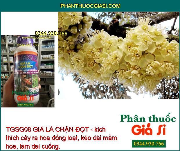 TGSG08 GIÀ LÁ CHẶN ĐỌT - Ức Chế Đọt Non - Kích Ra Hoa Đồng Loạt 