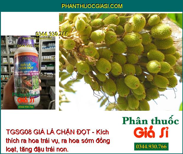 TGSG08 GIÀ LÁ CHẶN ĐỌT - Ức Chế Đọt Non - Kích Ra Hoa Đồng Loạt 