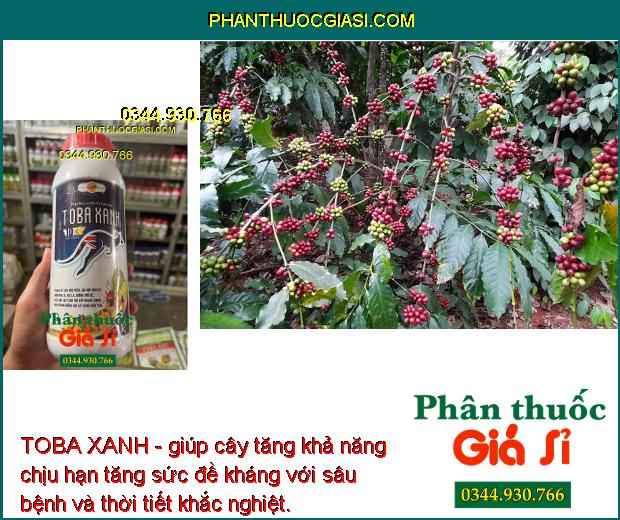 TOBA XANH- Giải Độc Phèn - Ra Rễ Mạnh - Tăng Đề Kháng