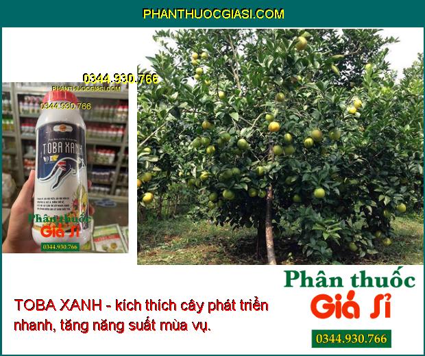 TOBA XANH- Giải Độc Phèn - Ra Rễ Mạnh - Tăng Đề Kháng