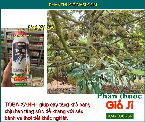 TOBA XANH- Giải Độc Phèn - Ra Rễ Mạnh - Tăng Đề Kháng