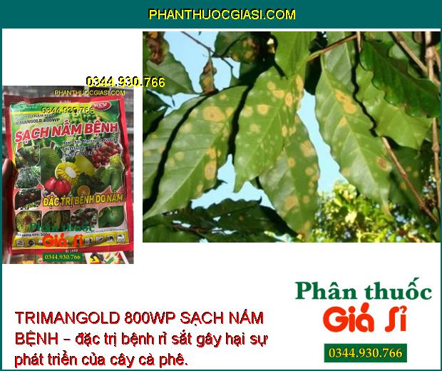 TRIMANGOLD 800WP SẠCH NẤM BỆNH – ĐẶC TRỊ BỆNH DO NẤM GÂY HẠI CÂY TRỒNG 