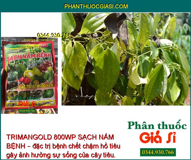 TRIMANGOLD 800WP SẠCH NẤM BỆNH – ĐẶC TRỊ BỆNH DO NẤM GÂY HẠI CÂY TRỒNG 