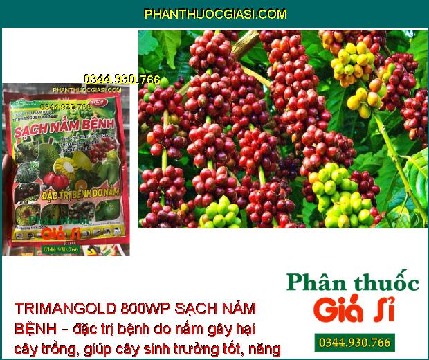 TRIMANGOLD 800WP SẠCH NẤM BỆNH – ĐẶC TRỊ BỆNH DO NẤM GÂY HẠI CÂY TRỒNG 