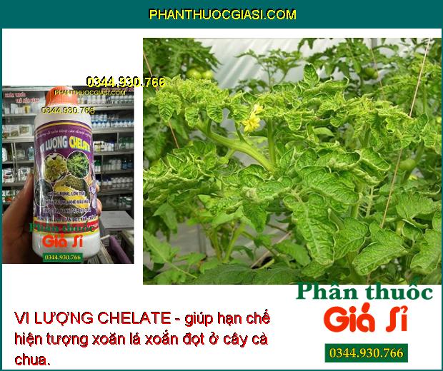 VI LƯỢNG CHELATE- Chống Rụng- Lớn Trái- Chống Sượng- Khô Đầu Múi- Vàng Cơm.