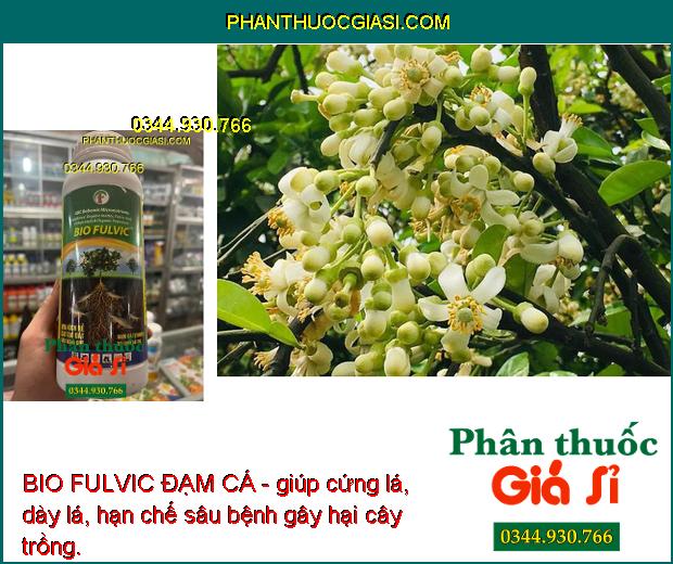 BIO FULVIC ĐẠM CÁ- Tái Tạo Bộ Rễ - Cải Tạo Đất - Tăng Ra Hoa Đậu Trái