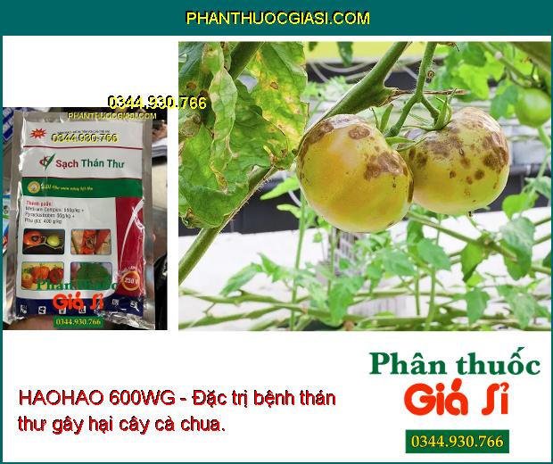 HAOHAO 600WG - Đặc Trị Thán Thư - Đạo Ôn - Sương Mai - Rỉ Sắt