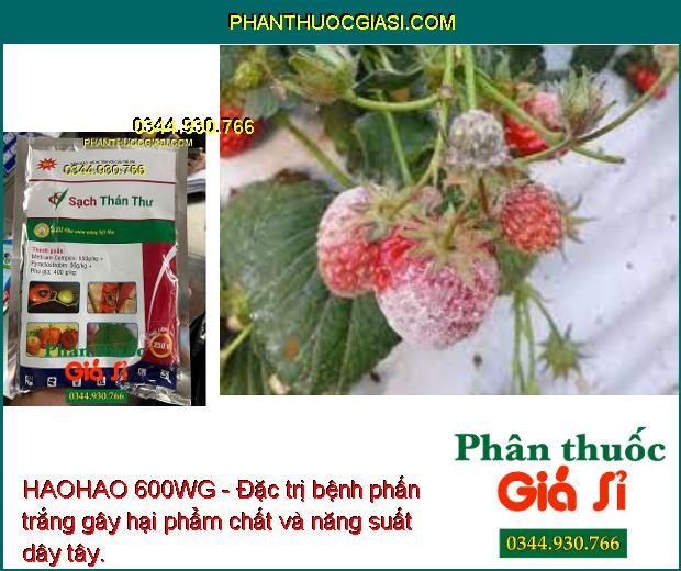 HAOHAO 600WG - Đặc Trị Thán Thư - Đạo Ôn - Sương Mai - Rỉ Sắt