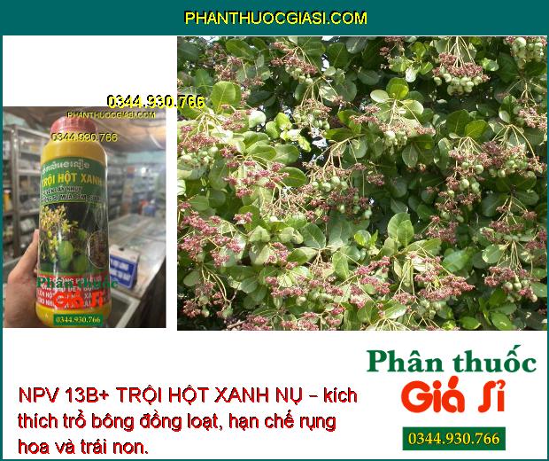 NPV 13B+ TRỘI HỘT XANH NỤ – Tạo Nhiều Hoa - Hạn Chế Đen Bông - Rụng Hoa - Trái Non