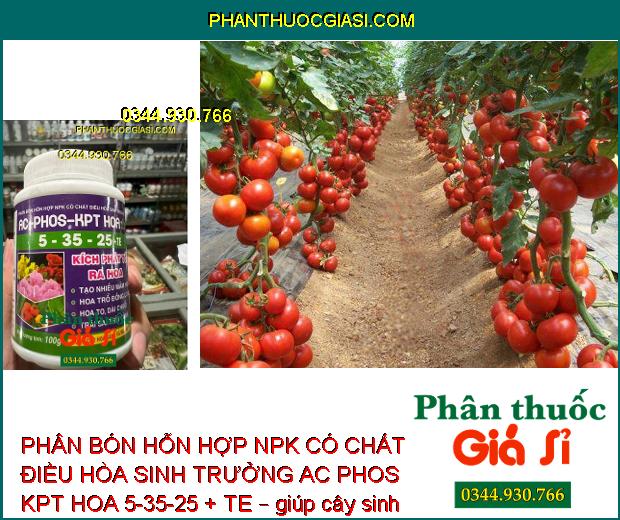 PHÂN BÓN HỖN HỢP NPK CÓ CHẤT ĐIỀU HÒA SINH TRƯỞNG AC PHOS KPT HOA 5-35-25 + TE – TẠO NHIỀU MẦM HOA – TĂNG ĐẬU TRÁI