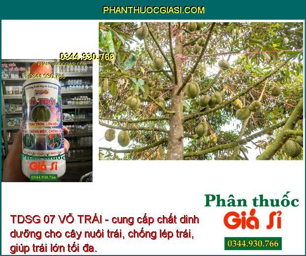 TDSG 07 VỖ TRÁI - Ức Chế Đọt Non - Kích Ra Hoa Đồng Loạt