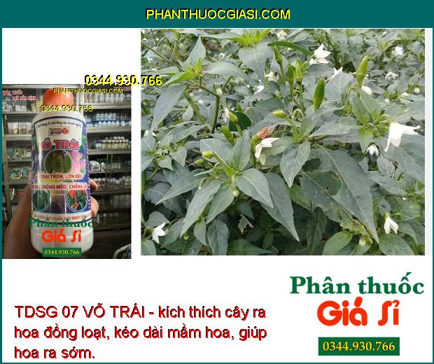 TDSG 07 VỖ TRÁI - Ức Chế Đọt Non - Kích Ra Hoa Đồng Loạt