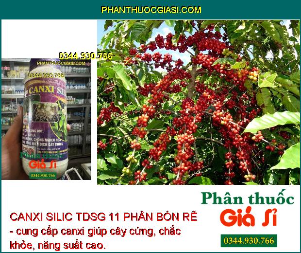 CANXI SILIC TDSG 11 PHÂN BÓN RỄ - Ra Rễ Mạnh - Cứng Cây - Thẳng Đọt Non - Tăng Đề Kháng