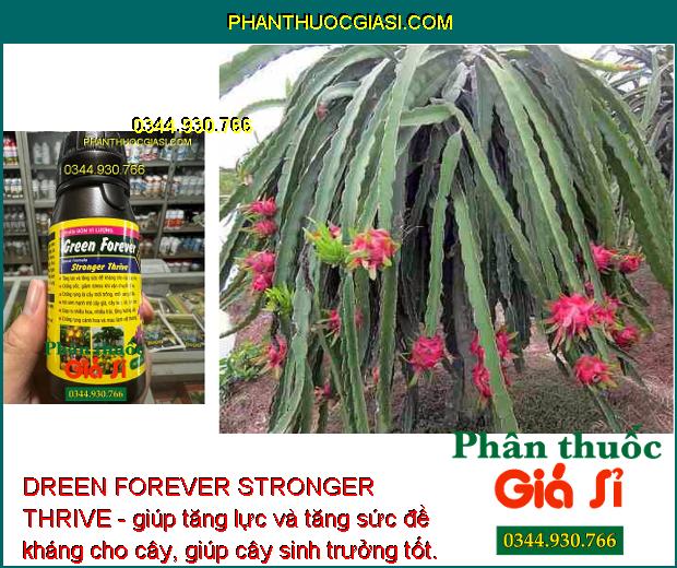 DREEN FOREVER STRONGER THRIVE - Phục Hồi Cây Suy Yếu - Chống Rụng Hoa Và Trái Non