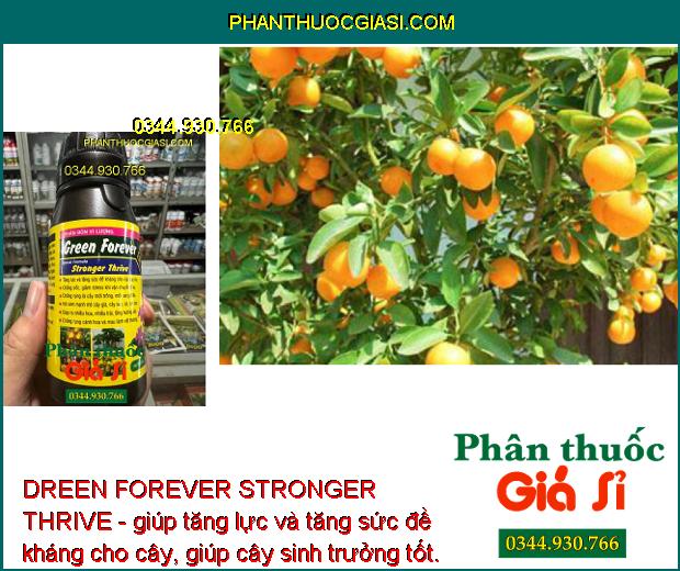 DREEN FOREVER STRONGER THRIVE - Phục Hồi Cây Suy Yếu - Chống Rụng Hoa Và Trái Non