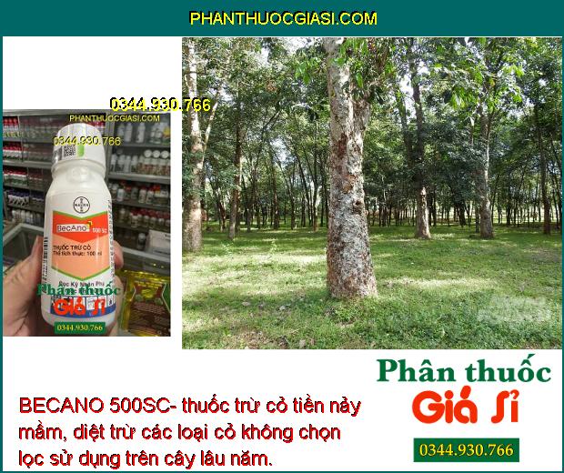 BECANO 500SC- thuốc trừ cỏ tiền nảy mầm, diệt trừ các loại cỏ không chọn lọc sử dụng trên cây lâu năm.