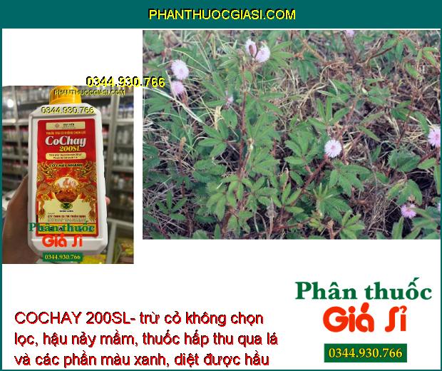 COCHAY 200SL- trừ cỏ không chọn lọc, hậu nảy mầm, thuốc hấp thu qua lá và các phần màu xanh, diệt được hầu hết các loại cỏ