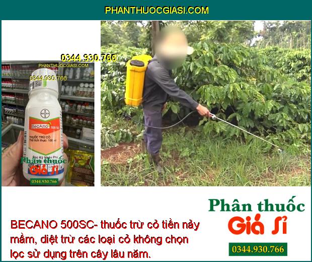 BECANO 500SC- thuốc trừ cỏ tiền nảy mầm, diệt trừ các loại cỏ không chọn lọc sử dụng trên cây lâu năm.