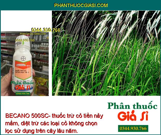 BECANO 500SC- thuốc trừ cỏ tiền nảy mầm, diệt trừ các loại cỏ không chọn lọc sử dụng trên cây lâu năm.