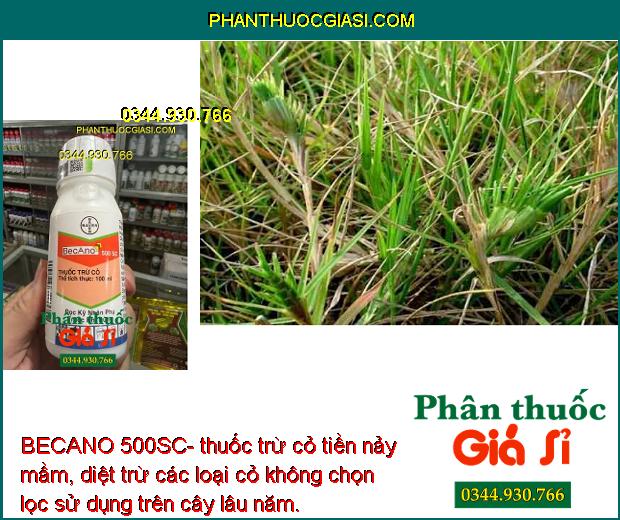 BECANO 500SC- thuốc trừ cỏ tiền nảy mầm, diệt trừ các loại cỏ không chọn lọc sử dụng trên cây lâu năm.