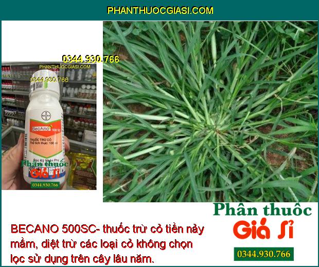 BECANO 500SC- thuốc trừ cỏ tiền nảy mầm, diệt trừ các loại cỏ không chọn lọc sử dụng trên cây lâu năm.