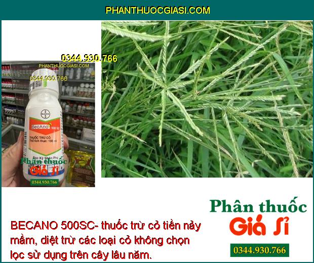 BECANO 500SC- thuốc trừ cỏ tiền nảy mầm, diệt trừ các loại cỏ không chọn lọc sử dụng trên cây lâu năm.