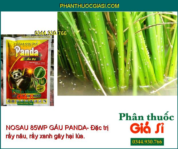 NOSAU 85WP GẤU PANDA- Thuốc Đặc Trị Rầy Xanh Cực Mạnh