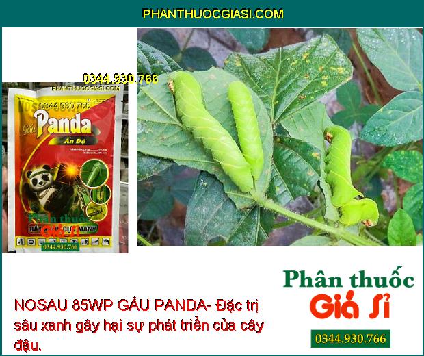 NOSAU 85WP GẤU PANDA- Thuốc Đặc Trị Rầy Xanh Cực Mạnh