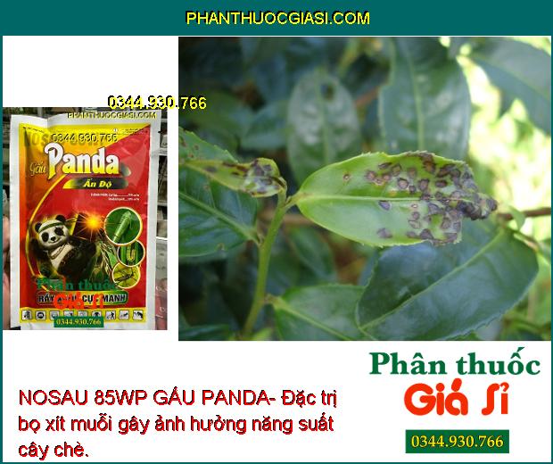 NOSAU 85WP GẤU PANDA- Thuốc Đặc Trị Rầy Xanh Cực Mạnh