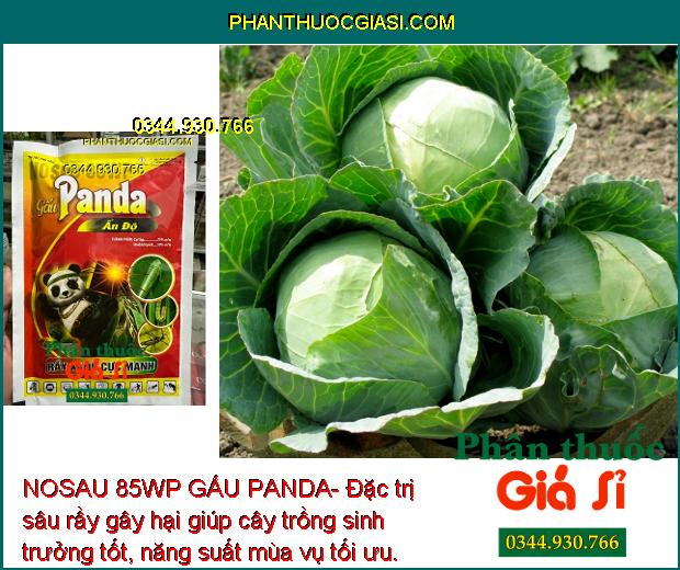 NOSAU 85WP GẤU PANDA- Thuốc Đặc Trị Rầy Xanh Cực Mạnh