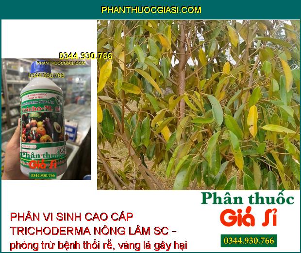 PHÂN VI SINH CAO CẤP TRICHODERMA NÔNG LÂM SC – Ngăn Ngừa Nấm Và Vi Khuẩn Gây Hại Cây Trồng