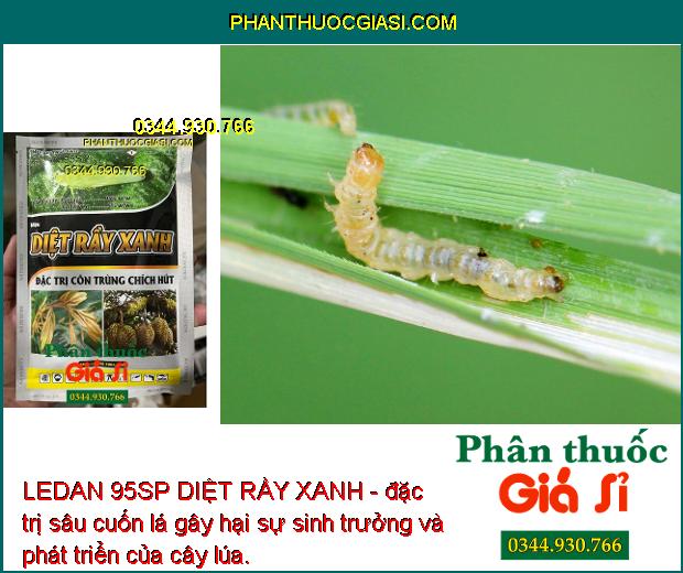 LEDAN 95SP DIỆT RẦY XANH - Đặc Trị Sâu Cuốn Lá - Sâu Đục Thân - Côn Trùng Chích Hút