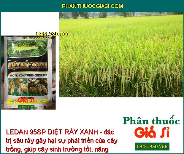 LEDAN 95SP DIỆT RẦY XANH - Đặc Trị Sâu Cuốn Lá - Sâu Đục Thân - Côn Trùng Chích Hút