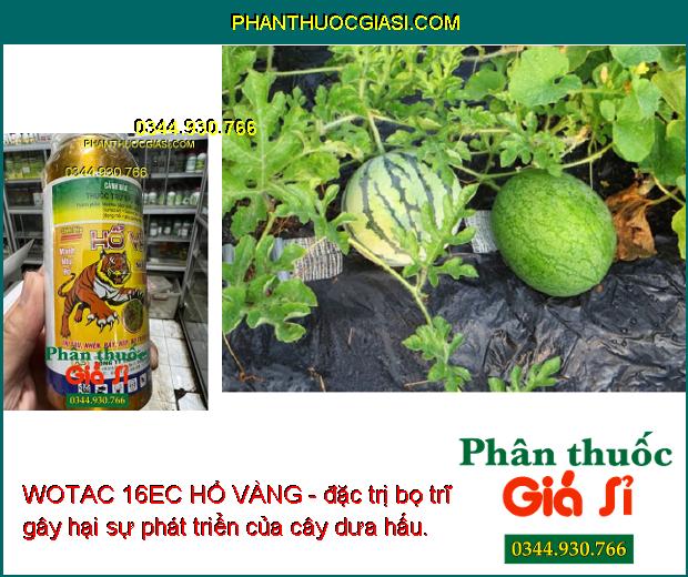 WOTAC 16EC HỔ VÀNG - Thuốc Đặc Trị Sâu - Nhện - Rầy Gây Hại Cây Trồng